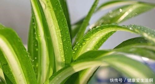 吊兰的培育方法好学吗非常简单一棵吊兰，一年就能分出很多盆！