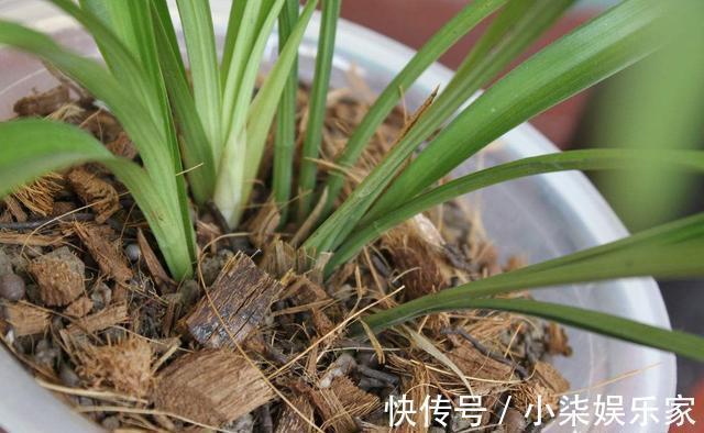 发芽|养兰花的“捷径”,最好别用,伤芽伤根,不出半年就枯萎