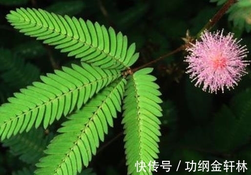 世界上最有趣的植物排名，面包树营养丰富，生石花圆润好看