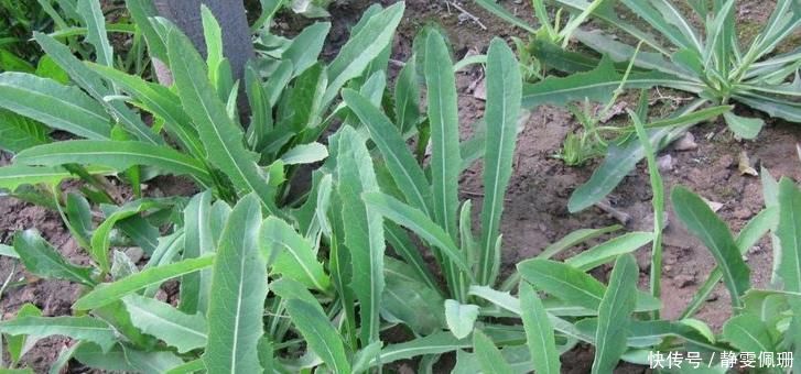 见到此野菜,一定要拔回家,好处不请自来,早看早知早受益