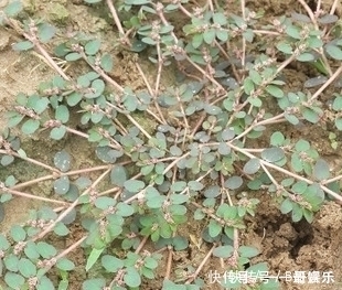 极品|这东西,人称“血见愁”,属极品中药,却被当成害草除掉,可惜了