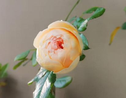 真宙|真宙,唯一零差评月季,你值得拥有