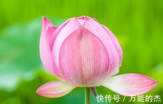 进步|7月上旬，吉星照耀，4属相桃花朵朵，事业进步，生活美满幸福