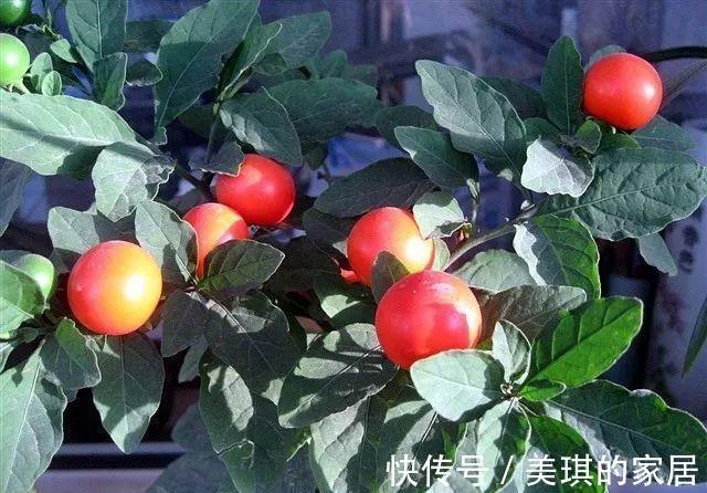 大花石竹大花石竹|养花试试这几款，尽量不要喷水，既可避免冲淋去花粉