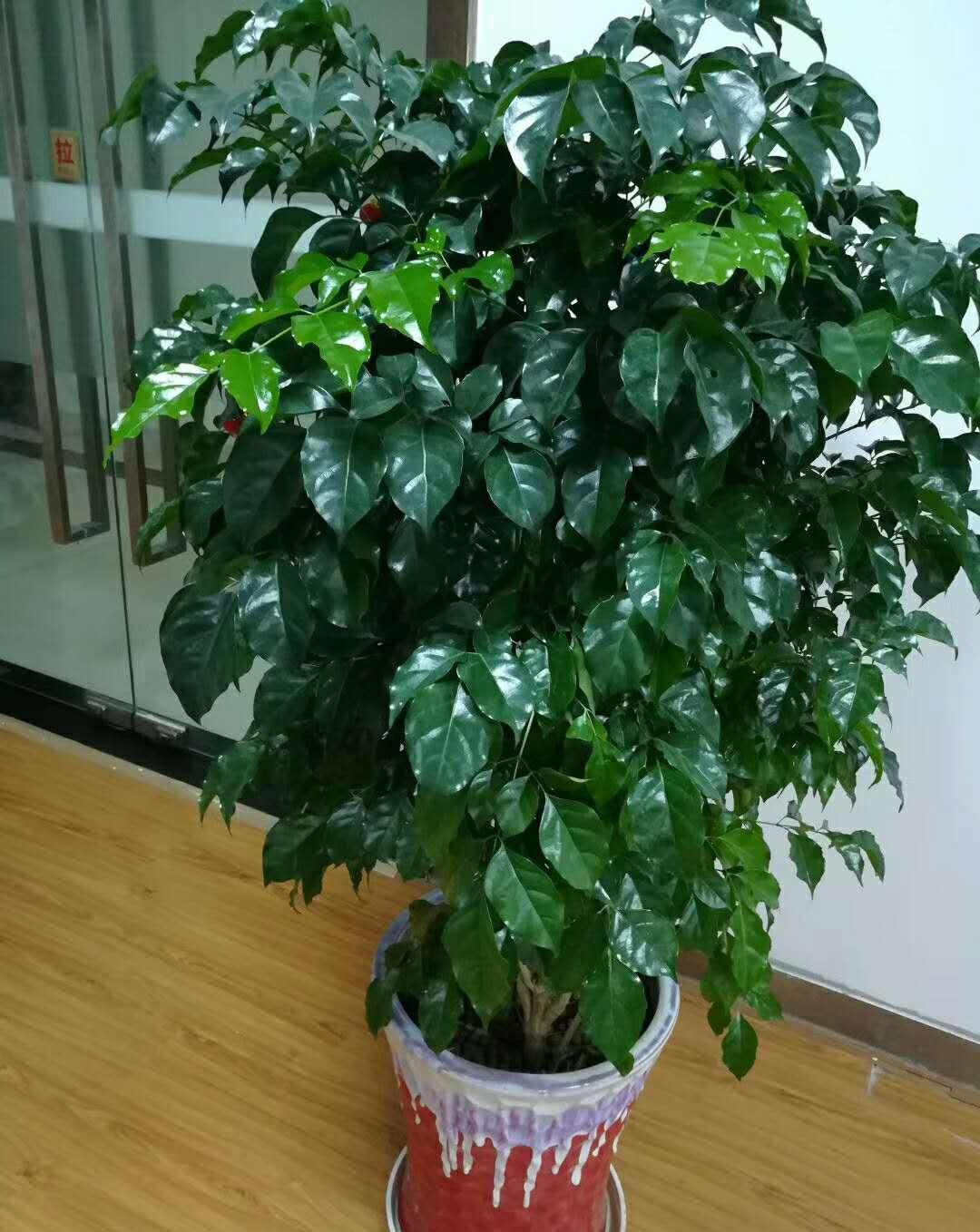 17大吉祥花，客厅有空间一定要养上一盆，好看又好养，养人又旺家