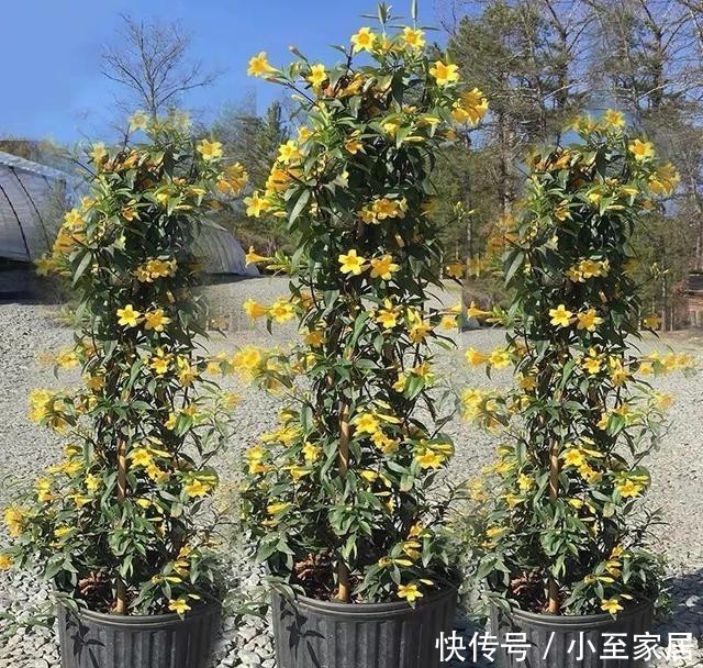 花朵|冬天养几盆法国香水花,开花香又漂亮,比喷香水还好闻!
