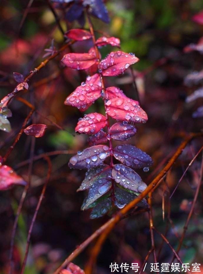 自由的人&有一句宋诗写“人生难得秋前雨”,你能读懂诗人的意思吗?