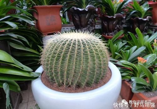 金钱树|太省心的花,1个月浇一次就行,叶子长的还超旺盛!