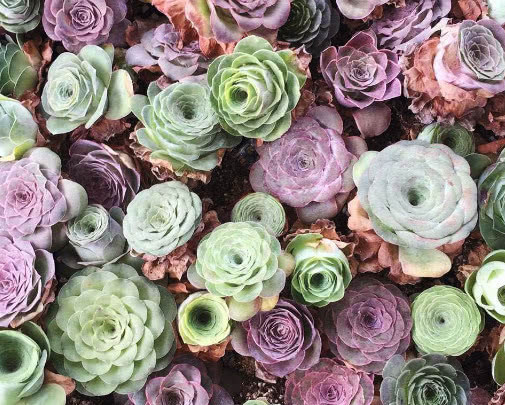 山地玫瑰怎么养教你3个盆栽小妙招,养出最漂亮的山地玫瑰