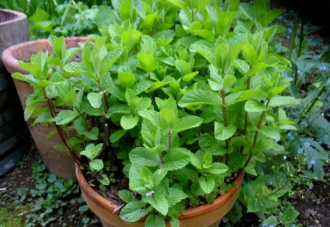 扦插|邻居的院子夏日几乎没“蚊虫”,原来是因为养了3种花,我也要养