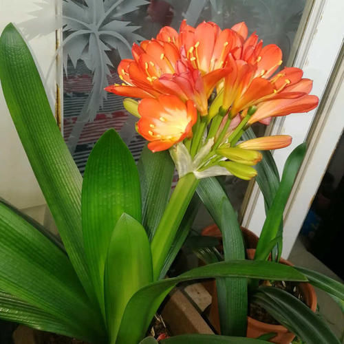 给君子兰吃点它,叶片肥厚,新叶长不停