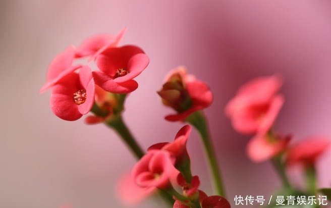 虎刺梅冬天如何养?牢记4点,冬天也能开出艳丽的花儿