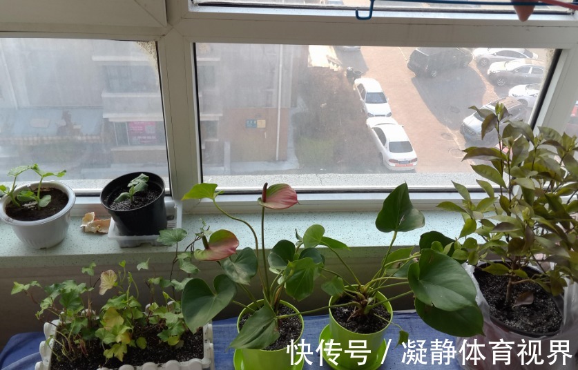 抓把“黄豆”养绿植，盆栽不施肥，光浇水就能养得叶绿根壮