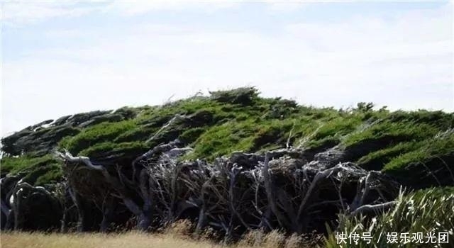 沦陷|全世界最美的10棵树，最后一棵美了一千多年，只需一眼便沦陷