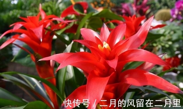 阳台上|闺蜜终于有了属于自己的家，送点什么最合适呢？这3种花最合适