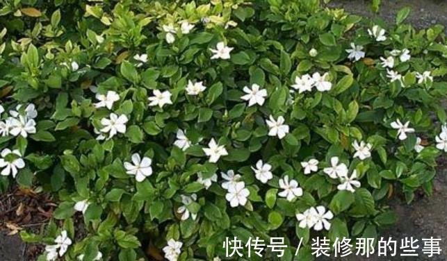 绕道|5种漂亮花，南方随便养开满枝，北方朋友请绕道，易黄叶长不好