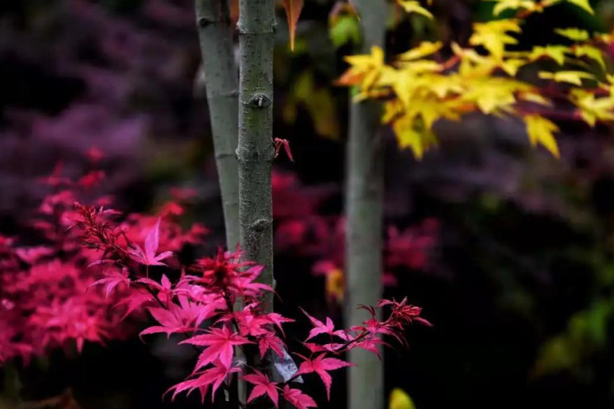 巴南区|端午佳节“粽”香巴南区圣丁镇五洲园，来赏夏季红枫全国独有景观，门票无限量免费送!