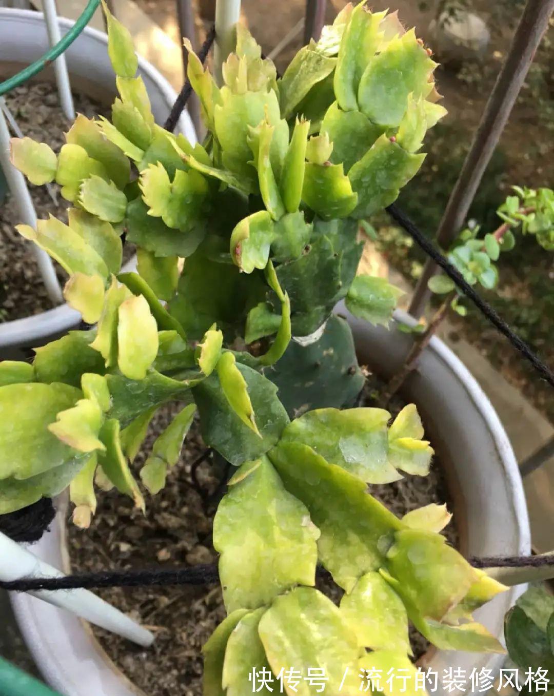 君子兰|8种花夏天不能买，买回来就死，白浪费钱