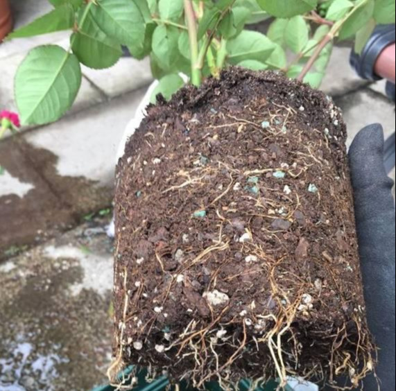 养花技巧花草换盆不懂这3点难怪换完盆就黄叶枯死