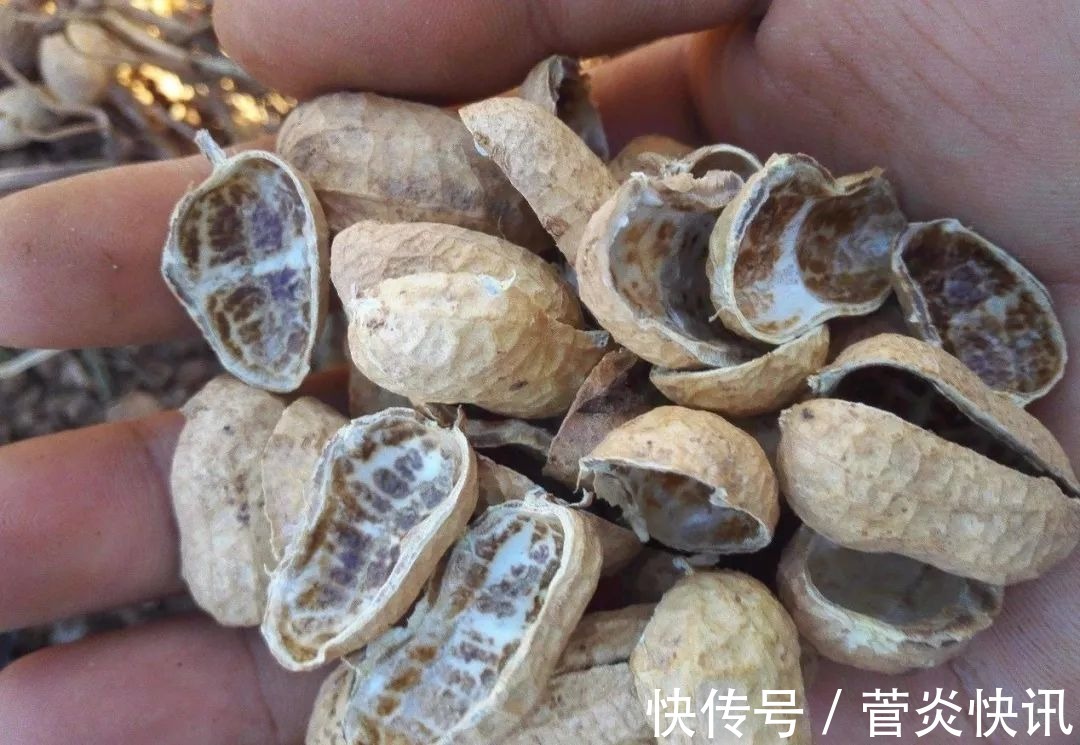 秋天给兰花换盆,盆底垫层“废料”,蹭蹭长出大白根!