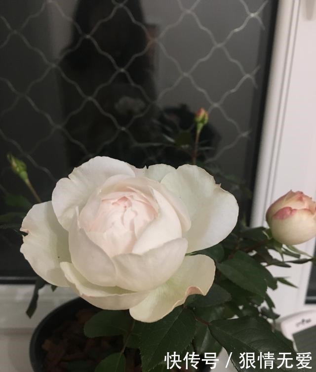 一朵花|超级香的花,漂亮不输玫瑰,四季常开,还可盆栽种植,此花值得养!