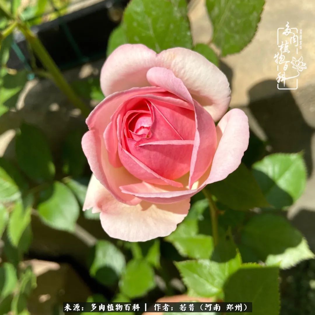 迷你小院儿，种满多肉、花草和蔬果，沉醉在自己的世外桃源！