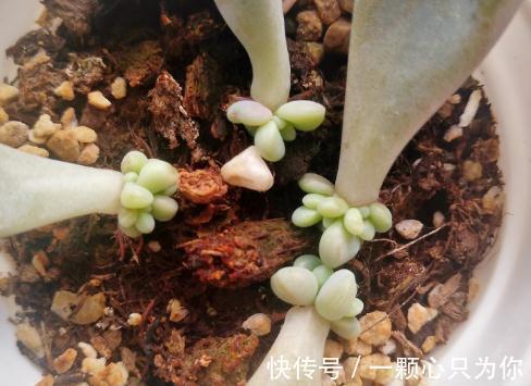 教你如何砍头繁殖多肉植物艾伦