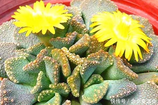 6种多肉里的“奇葩”,不以美出名,长得越怪越吸引眼球