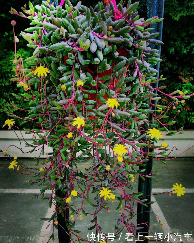 九种皮实花,多晒少管长得好,养成老桩更高档,绿萝没上榜