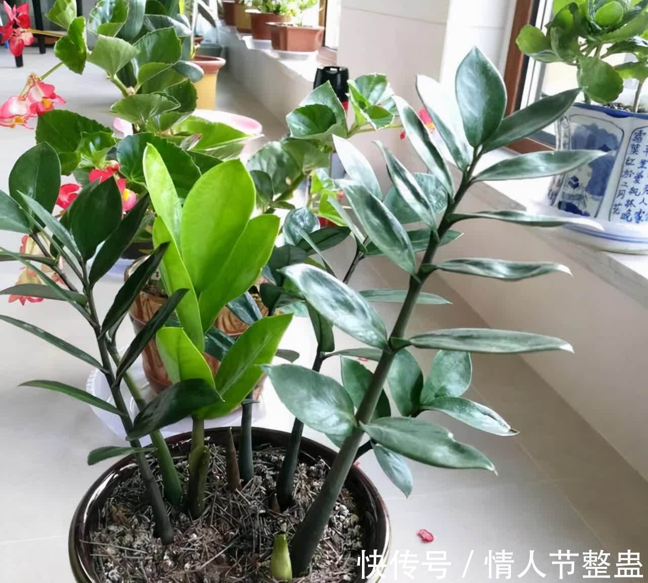 寓意|12种花,建议养一盆,不仅吸收废气,还有“旺财添福”的美好寓意