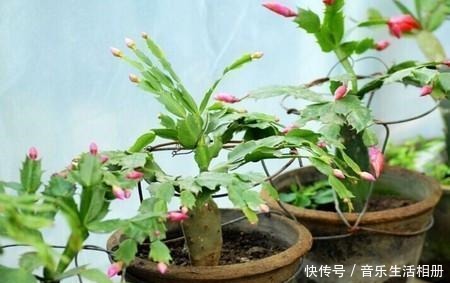 这2种花最好开春扦插,一片叶子长出一盆,今年开花不成问题!