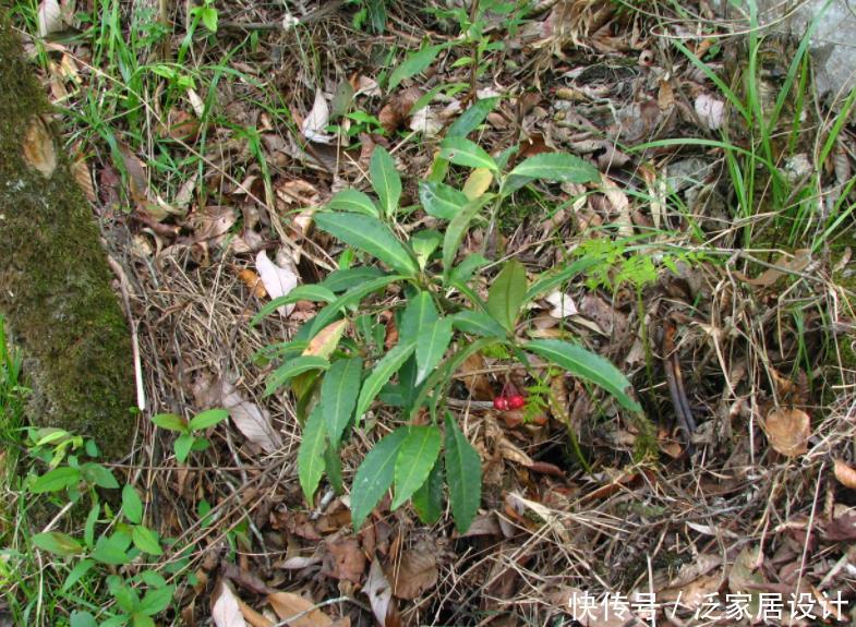 若是去野外,请留意“结红果”植物,挖回家制成盆景很高档