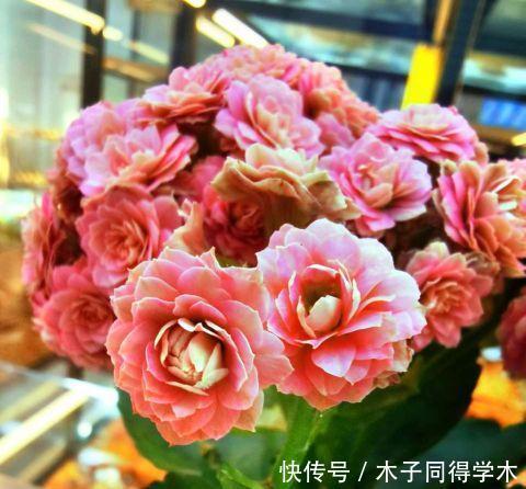 叶子|最好繁殖的三种花,掰一把叶子撒土里,疯狂长根爆芽