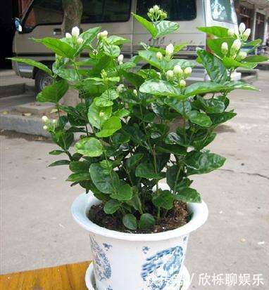 茉莉“畏手畏脚”不敢长,换掉“憋屈盆”,个子猛蹿,花开一片