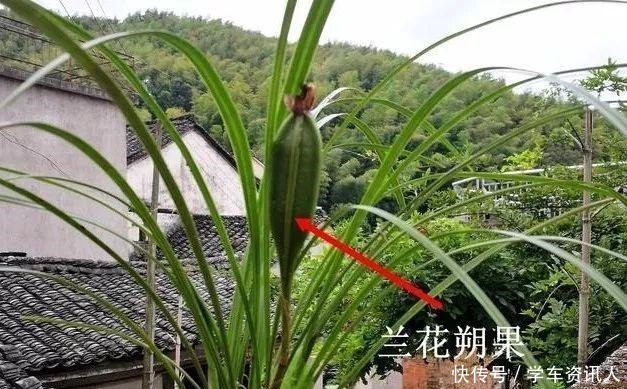 兰友上山找兰花,种在盆中3个月,才发现原来认错了!