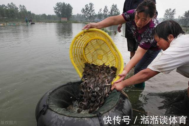 “泥鳅钓鱼”为何人人喊打?3天钓空水库,比电鱼危害还大?