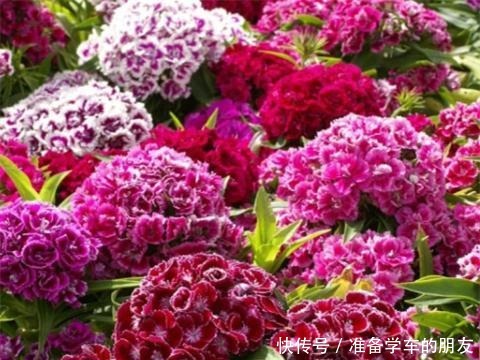 阳台养1种花,开花大半年,一开就成球,变成小花海!