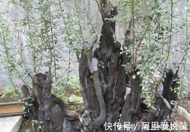 水生植物|河边看到3种“树桩”，捡回家种到花盆里，变盆景树，有价值！