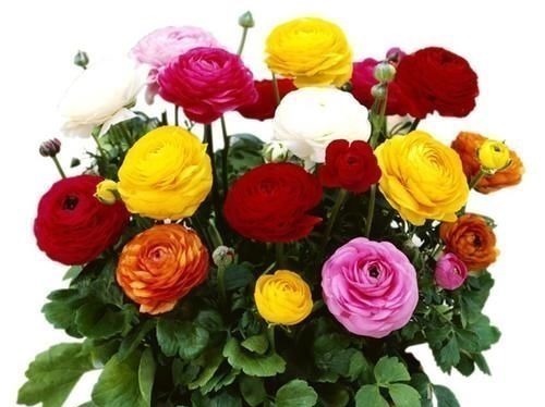 八种以牡丹命名的花卉,开花鲜艳漂亮,颜值高,值得养