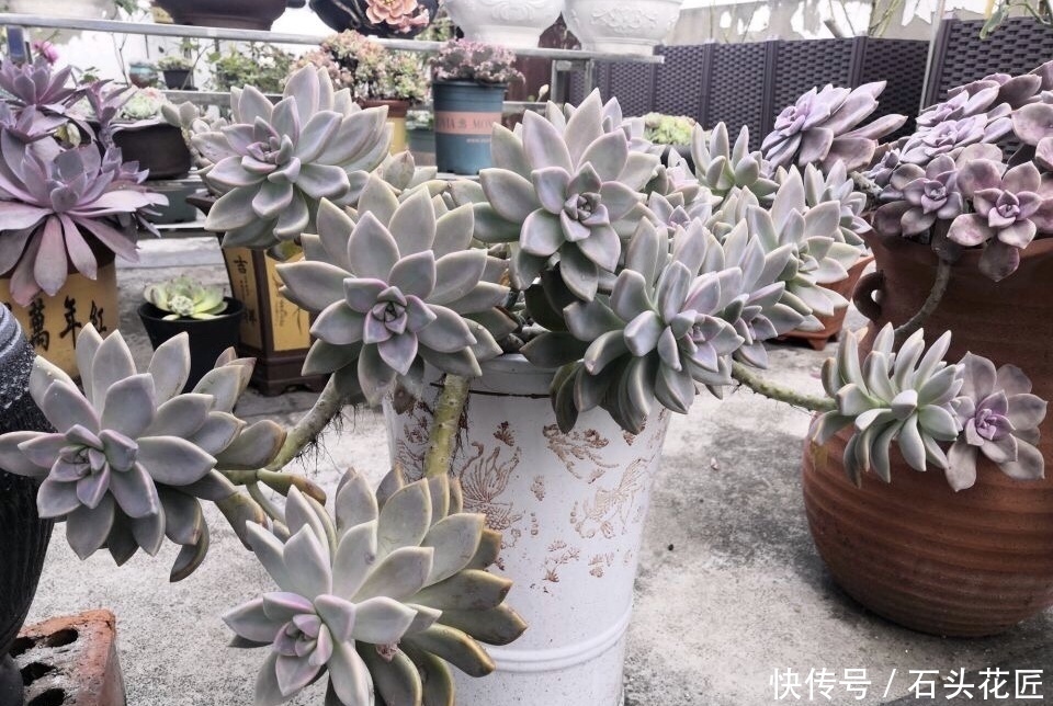 陶瓷|“带釉”的花盆好不好？1个优点、3个缺点要知道，才能养好花