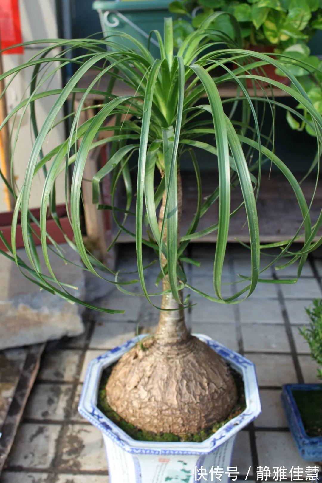 大肚子|6种耐旱花,“大肚子”里面都是水,一个月不浇也没事!