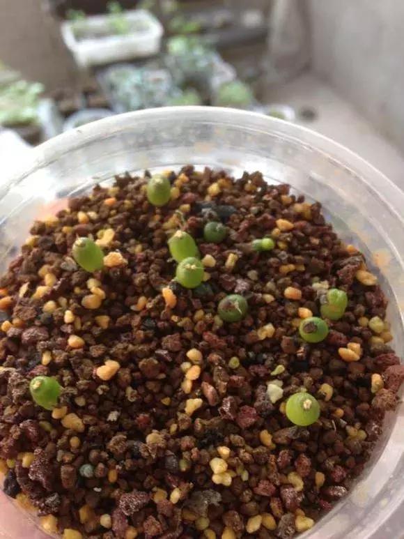 煤渣|什么腐叶土、营养土,比不上“一窝煤”,养花不烂根,易爆盆!