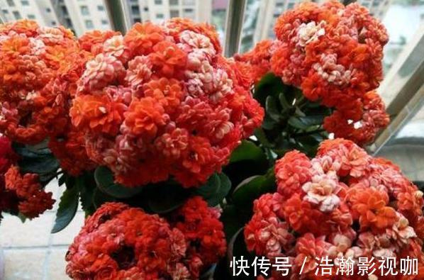 修剪完长寿花该怎么善后做好这4项工作,一茬接一茬开花