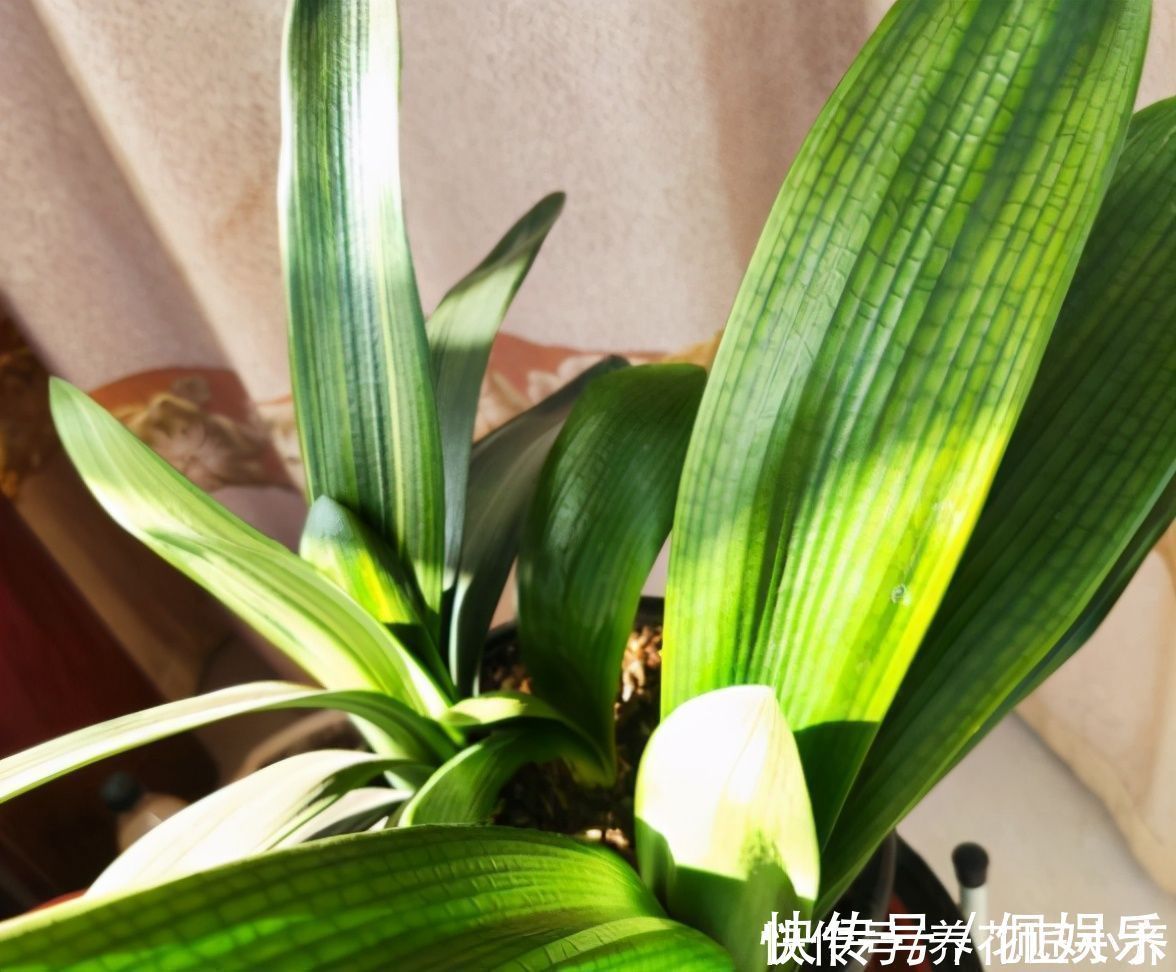 养君子兰|春季养君子兰,新手不经意会犯五个错,难怪越养越糟,始终养不好