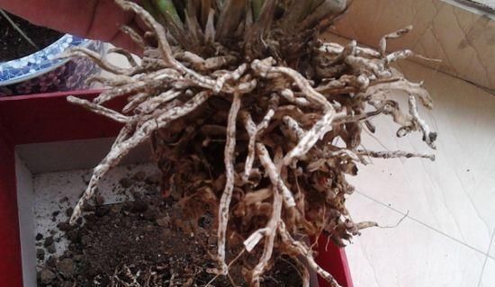 浇水|养花也要看基本功,这几个护根法不学会,养啥啥死