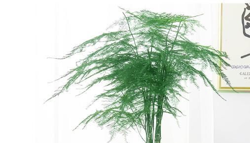 入夏文竹变得难伺候,做好几点养护,天气再热也不怕,叶色翠绿