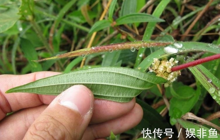 生肌藤|根茎酷似人参，俗称“生肌藤”，拔脓效果极佳，万不可错过的野草