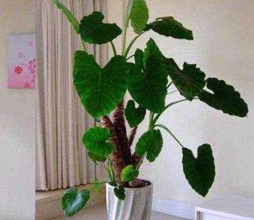 生长|滴水观音又叫千手观音,盆栽得做到4点,方能越养越旺盛