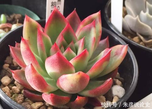 刚买回家的多肉,叶片发软像是快死了,掌握上盆技巧轻松长满盆!