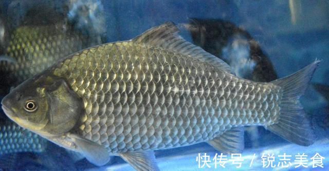饵料|钓鱼人必读夏天钓大鲫鱼秘籍钓上的都是五斤以上